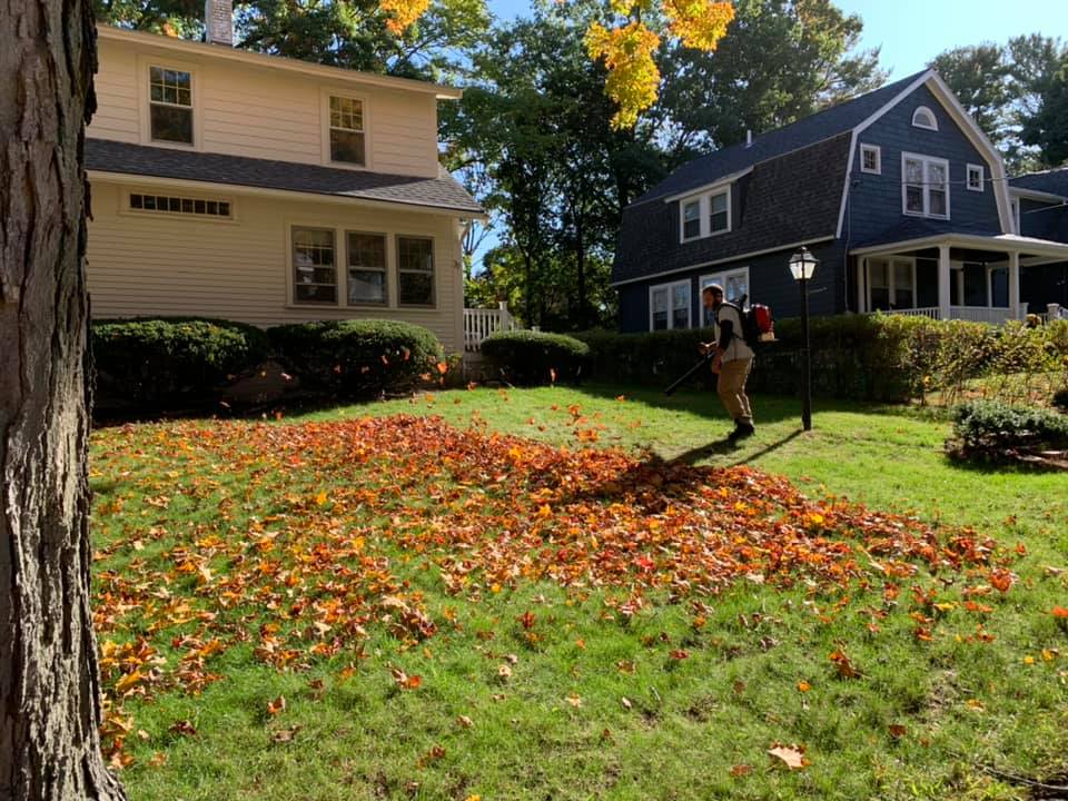 Fall leaf cleanup on a front lawn