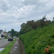 Long hedge trimmed along a street