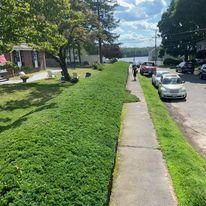 Hedge trimmed along a sidewalk