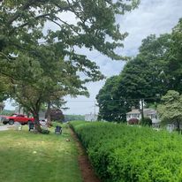 Squared-off hedge row
