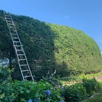 Trimming a tall hedge from a ladder