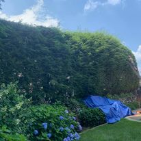 Tall hedge trimmed to shape