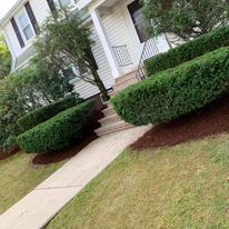 Shaped hedges along a front walkway