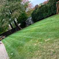 Striped lawn along a hedge